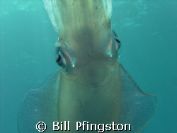 Squid by Bill Pfingston 